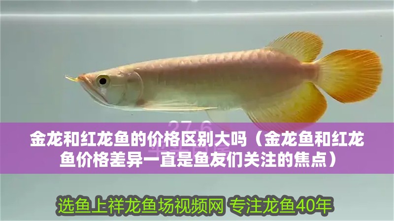 金龍和紅龍魚的價格區別大嗎（金龍魚和紅龍魚價格差異一直是魚友們關注的焦點）