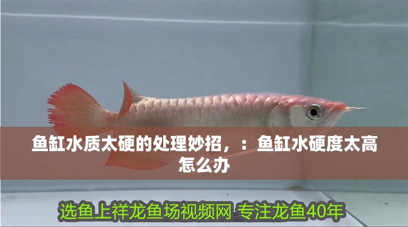 魚缸水質太硬的處理妙招，：魚缸水硬度太高怎么辦