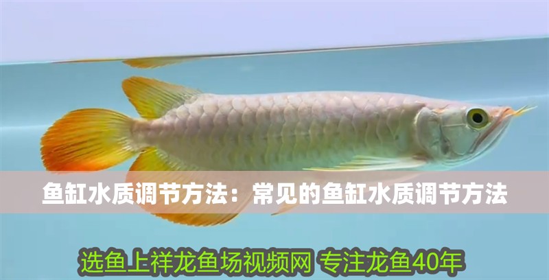 魚缸水質調節方法：常見的魚缸水質調節方法
