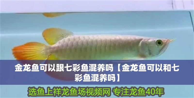 魚缸用增氧泵價格是多少:魚缸增氧機-xtrac增氧機-xtrac增氧機 金龍魚可以跟七彩魚混養嗎【金龍魚可以和七彩魚混養嗎】 龍魚百科 金龍魚可以跟七彩魚混養嗎【金龍魚可以和七彩魚混養嗎】 金龍魚可以跟七彩魚混養嗎【金龍魚可以和七彩魚混養嗎】 龍魚百科