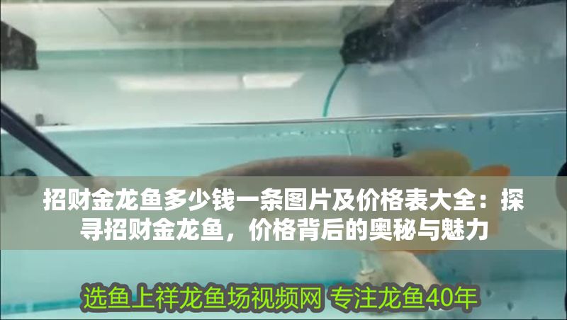 招財金龍魚多少錢一條圖片及價格表大全：探尋招財金龍魚，價格背后的奧秘與魅力