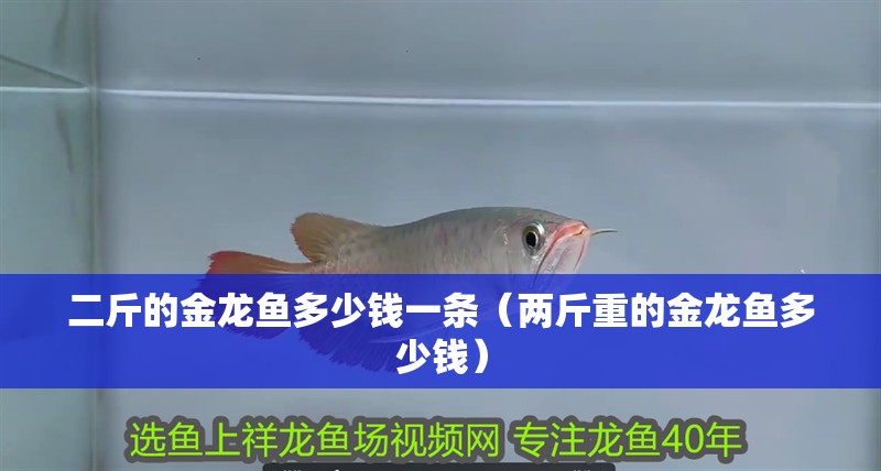二斤的金龍魚多少錢一條（兩斤重的金龍魚多少錢）