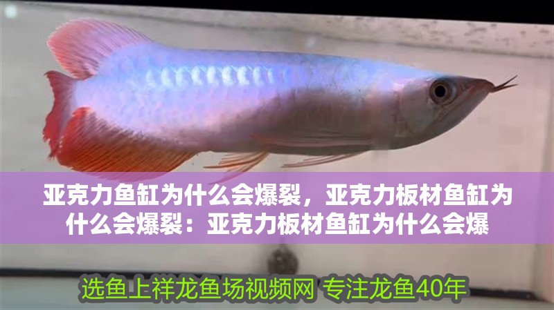 亞克力魚缸為什么會爆裂，亞克力板材魚缸為什么會爆裂：亞克力板材魚缸為什么會爆 亞克力魚缸為什么會爆裂，亞克力板材魚缸為什么會爆裂：亞克力板材魚缸為什么會爆 魚缸百科