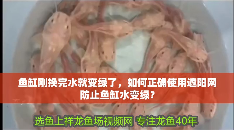 魚缸剛換完水就變綠了，如何正確使用遮陽網防止魚缸水變綠？