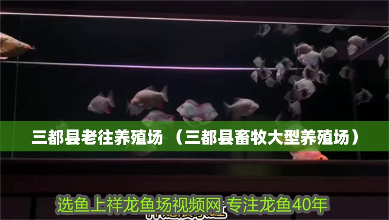 <strong><mark>三都</mark></strong>縣老往養殖場 （<strong><mark>三都</mark></strong>縣畜牧大型養殖場）