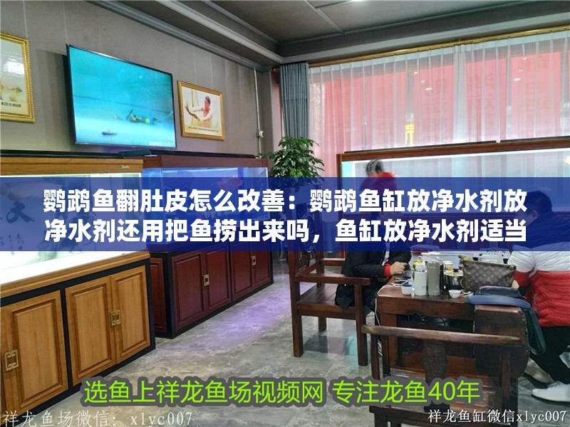 鸚鵡魚翻肚皮怎么改善：鸚鵡魚缸放凈水劑放凈水劑還用把魚撈出來嗎，魚缸放凈水劑適當