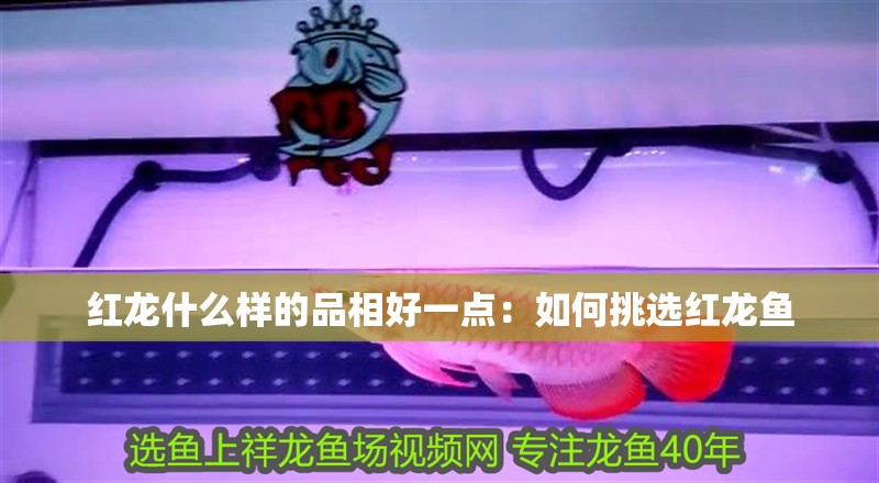 紅龍什么樣的品相好一點：如何挑選紅龍魚
