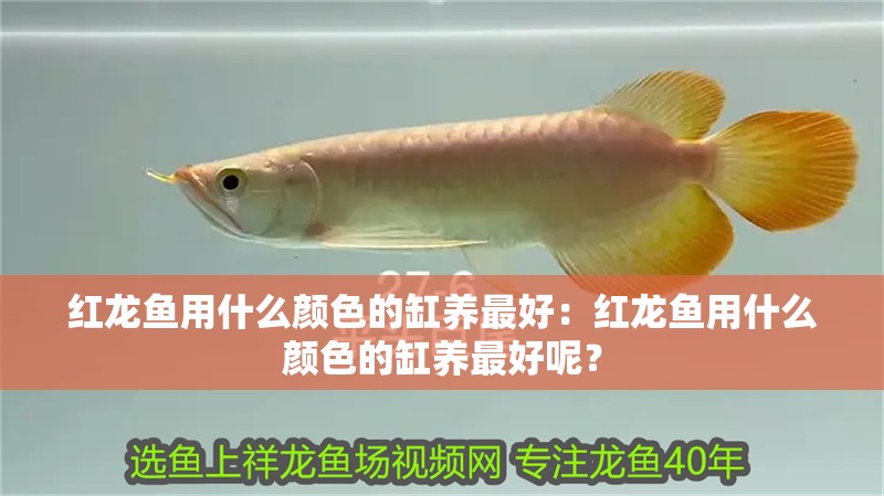 魚缸過濾器選購指南:自制魚缸過濾器魚缸上置過濾器對于養(yǎng)魚愛好者的必備知識 紅龍魚用什么顏色的缸養(yǎng)最好:紅龍魚用什么顏色的缸養(yǎng)最好呢? 龍魚百科 紅龍魚用什么顏色的缸養(yǎng)最好:紅龍魚用什么顏色的缸養(yǎng)最好呢? 紅龍魚用什么顏色的缸養(yǎng)最好:紅龍魚用什么顏色的缸養(yǎng)最好呢? 龍魚百科