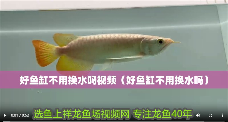 好魚缸不用換水嗎視頻（好魚缸不用換水嗎）