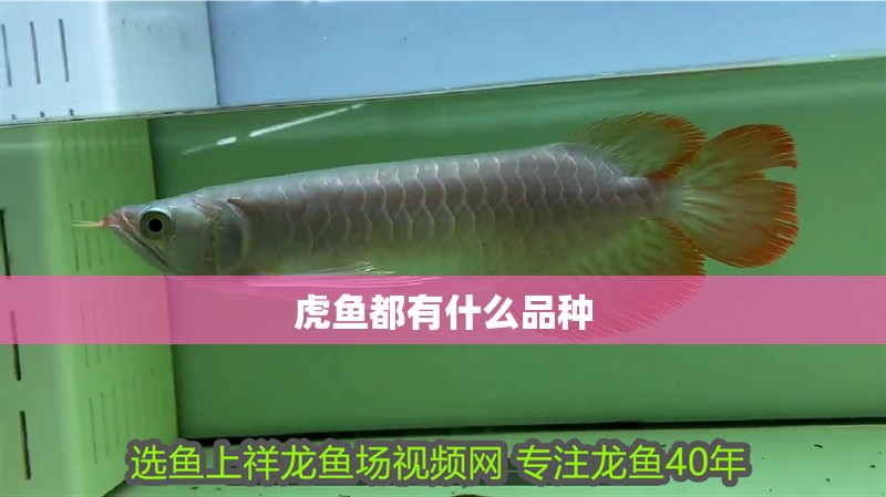虎魚都有什么品種