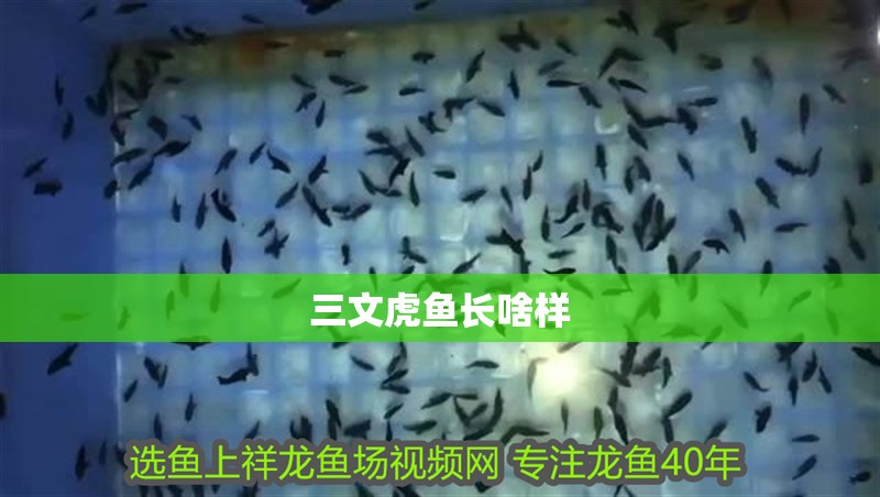 三文虎魚長啥樣