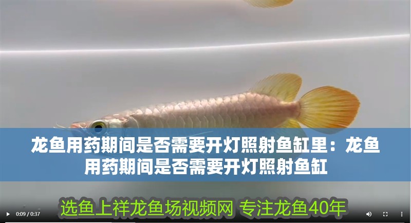 龍魚用藥期間是否需要開燈照射魚缸里：龍魚用藥期間是否需要開燈照射魚缸