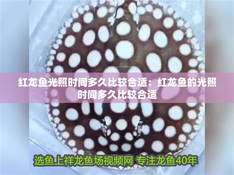 紅龍魚光照時間多久比較合適：紅龍魚的光照時間多久比較合適