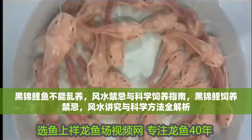 黑錦鯉魚不能亂養(yǎng)，風水禁忌與科學飼養(yǎng)指南，黑錦鯉飼養(yǎng)禁忌，風水講究與科學方法全解析
