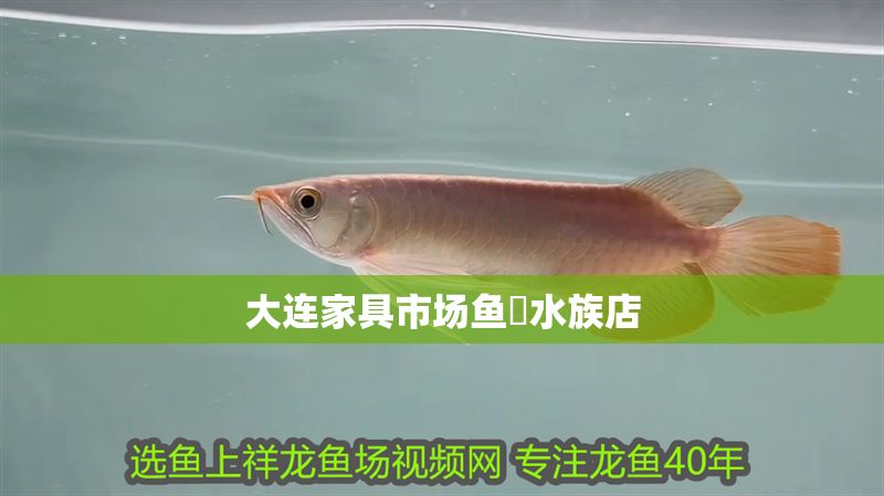 大連家具市場(chǎng)魚菓水族店