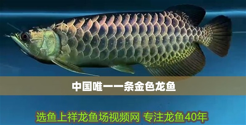 中國唯一一條金色龍魚