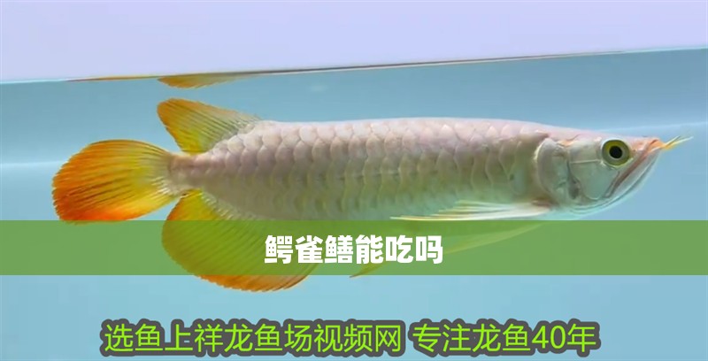 鱷雀鱔能吃嗎