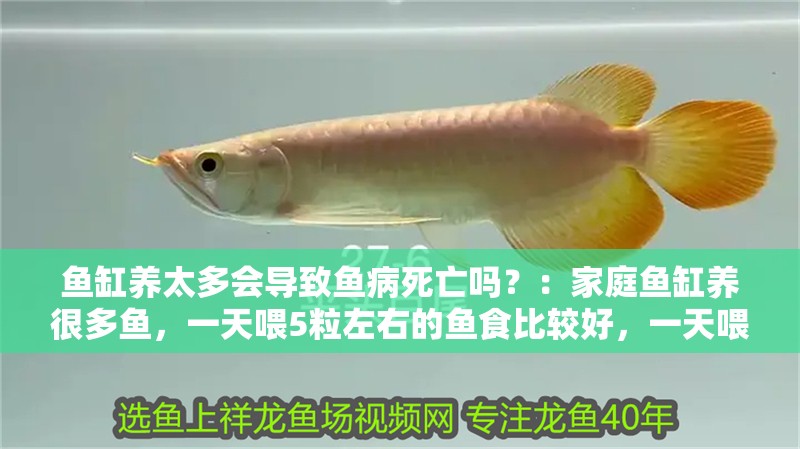 魚缸養太多會導致魚病死亡嗎？：家庭魚缸養很多魚，一天喂5粒左右的魚食比較好，一天喂三次