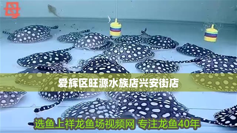 愛輝區旺源水族店興安街店