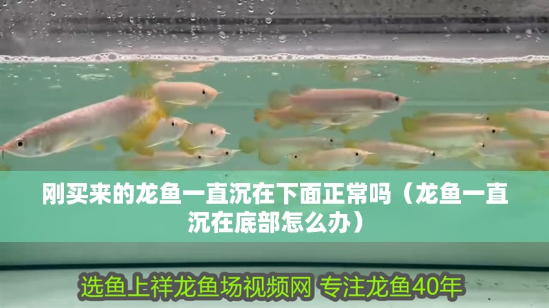 剛買來的龍魚一直沉在下面正常嗎（龍魚一直沉在底部怎么辦）