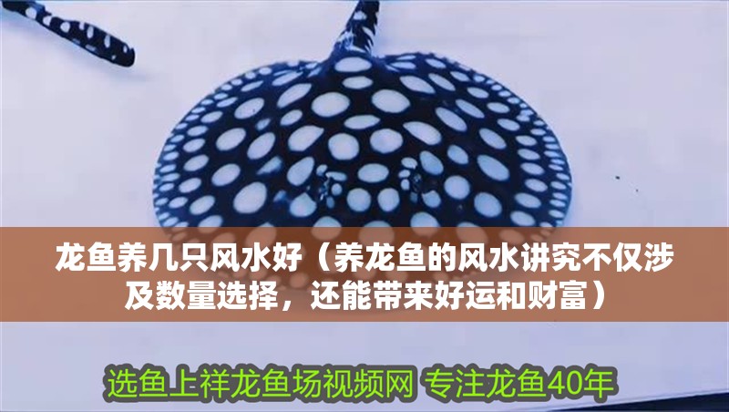 魚缸過濾器選購指南:自制魚缸過濾器魚缸上置過濾器對于養魚愛好者的必備知識 龍魚養幾只風水好(養龍魚的風水講究不僅涉及數量選擇,還能帶來好運和財富) 龍魚百科 龍魚養幾只風水好(養龍魚的風水講究不僅涉及數量選擇,還能帶來好運和財富) 龍魚養幾只風水好(養龍魚的風水講究不僅涉及數量選擇,還能帶來好運和財富) 龍魚百科
