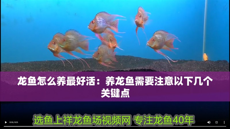 龍魚怎么養(yǎng)最好活：養(yǎng)龍魚需要注意以下幾個關鍵點