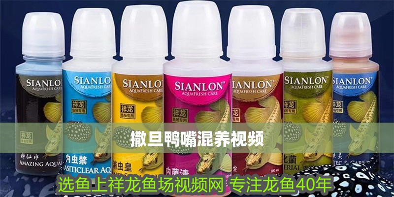 撒旦鴨嘴混養(yǎng)視頻 撒旦鴨嘴混養(yǎng)視頻 龍魚(yú)論壇