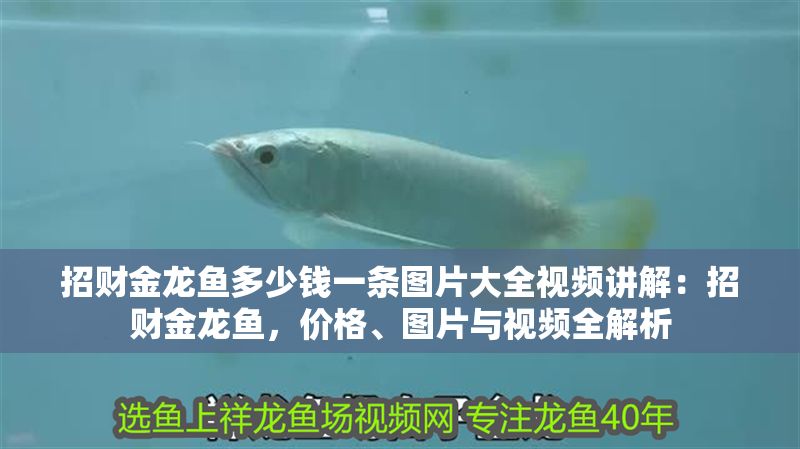 招財金龍魚多少錢一條圖片大全視頻講解：招財金龍魚，價格、圖片與視頻全解析