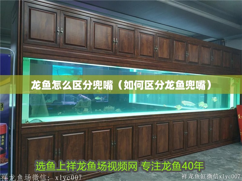 龍魚怎么區分兜嘴（如何區分龍魚兜嘴）