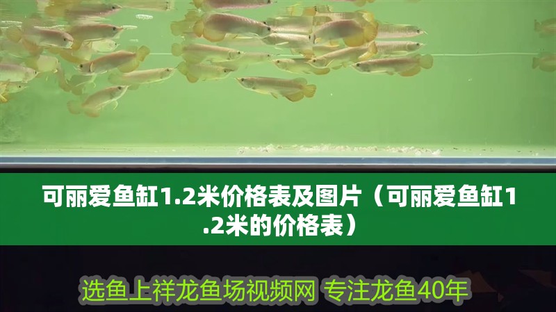虎魚天天黑來點(diǎn)赤瞳黃金 可麗愛魚缸1.2米價格表及圖片(可麗愛魚缸1.2米的價格表) 魚缸百科 可麗愛魚缸1.2米價格表及圖片(可麗愛魚缸1.2米的價格表) 可麗愛魚缸1.2米價格表及圖片(可麗愛魚缸1.2米的價格表) 魚缸百科