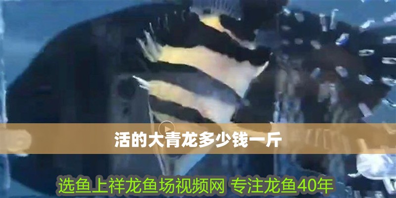活的大青龍多少錢一斤