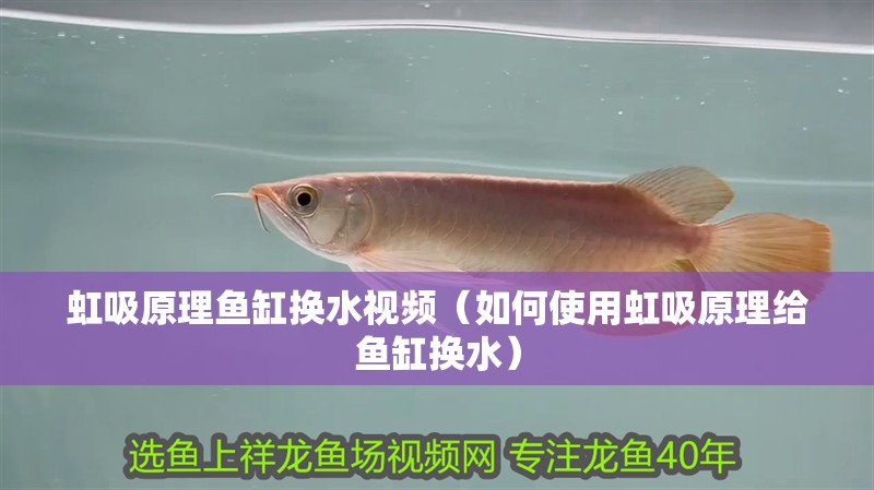 虹吸原理魚缸換水視頻（如何使用虹吸原理給魚缸換水）
