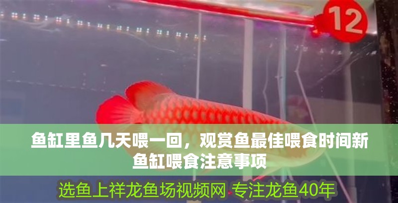 魚缸里魚幾天喂一回，觀賞魚最佳喂食時間新魚缸喂食注意事項