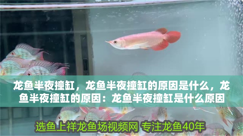 龍魚半夜撞缸，龍魚半夜撞缸的原因是什么，龍魚半夜撞缸的原因：龍魚半夜撞缸是什么原因？