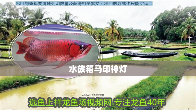 水族箱馬印神燈