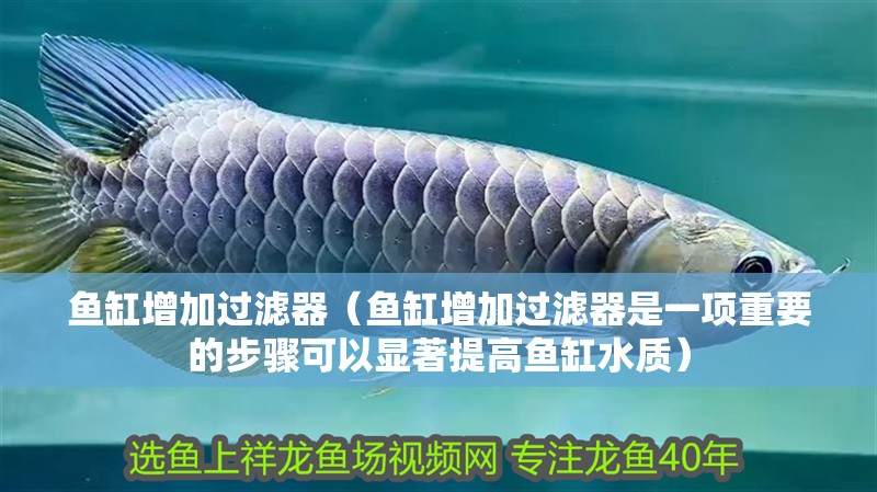 魚缸增加過濾器（魚缸增加過濾器是一項重要的步驟可以顯著提高魚缸水質）
