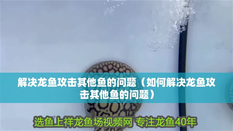 解決龍魚攻擊其他魚的問題（如何解決龍魚攻擊其他魚的問題）