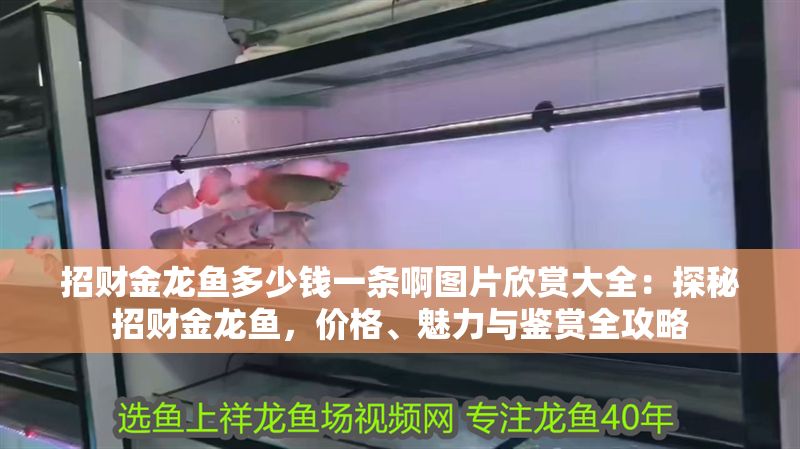 招財金龍魚多少錢一條啊圖片欣賞大全：探秘招財金龍魚，價格、魅力與鑒賞全攻略