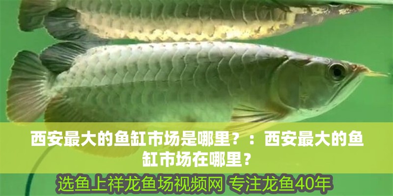 西安最大的魚缸市場是哪里？：西安最大的魚缸市場在哪里？