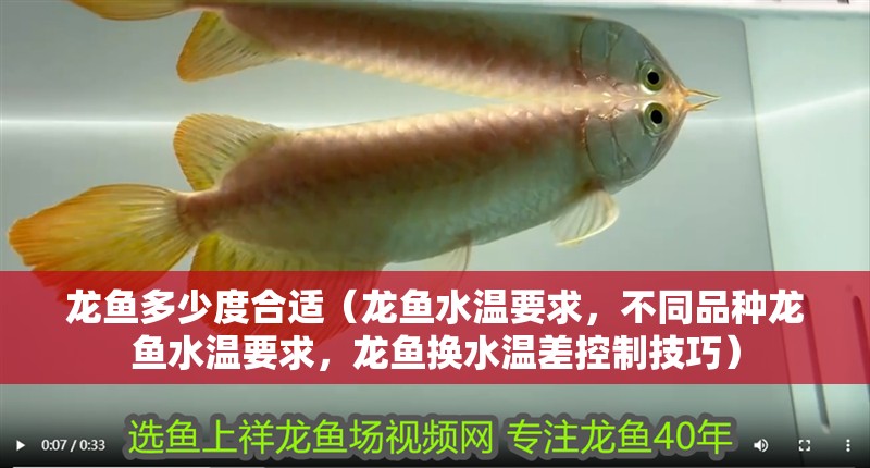 龍魚多少度合適（龍魚水溫要求，不同品種龍魚水溫要求，龍魚換水溫差控制技巧）