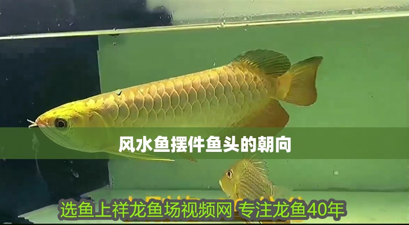 風水魚擺件魚頭的朝向