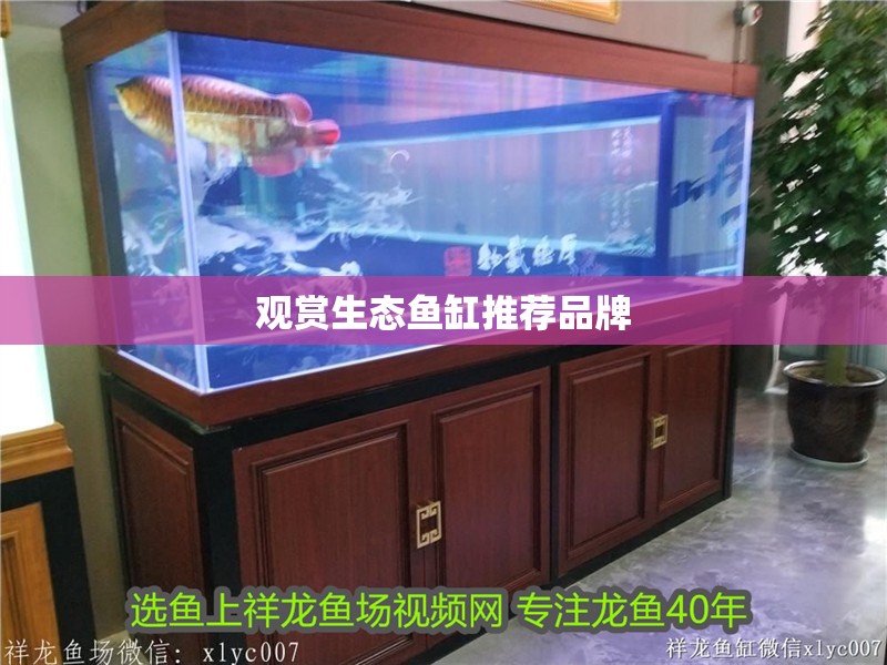 觀賞生態魚缸推薦品牌
