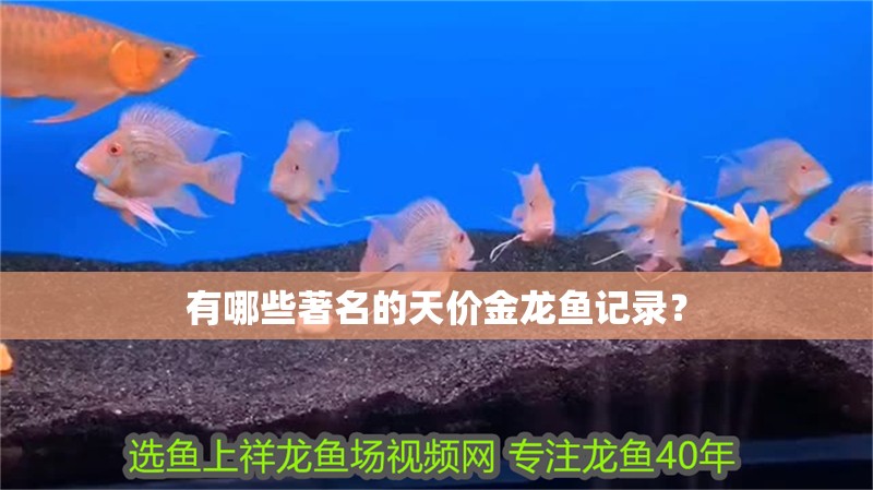 有哪些著名的天價金龍魚記錄？
