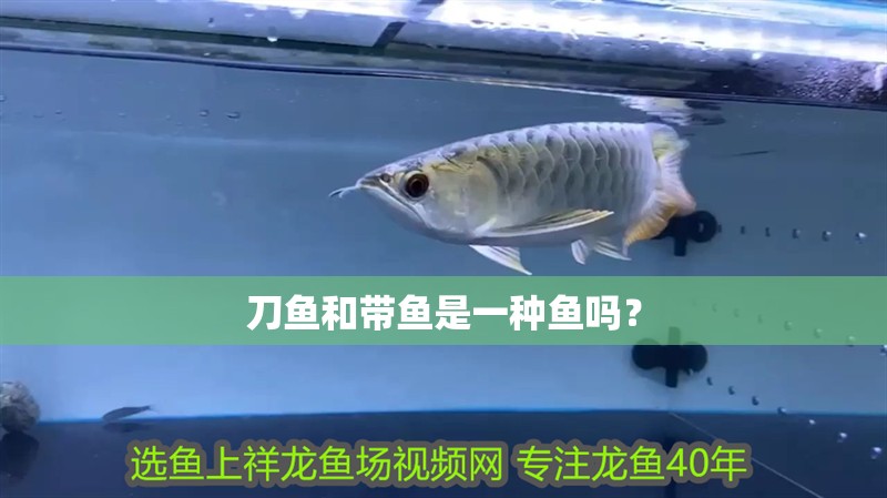 刀魚和帶魚是一種魚嗎？