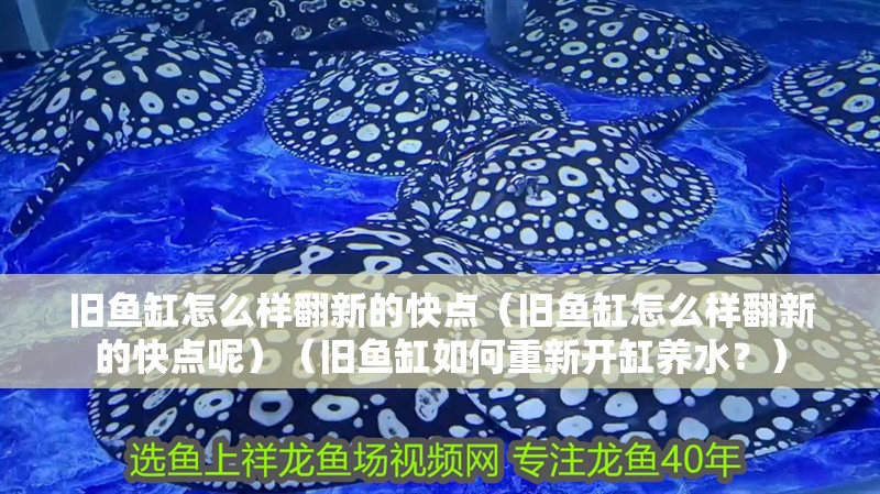 舊魚缸怎么樣翻新的快點（舊魚缸怎么樣翻新的快點呢）（舊魚缸如何重新開缸養(yǎng)水？） 舊魚缸怎么樣翻新的快點（舊魚缸怎么樣翻新的快點呢）（舊魚缸如何重新開缸養(yǎng)水？） 魚缸百科
