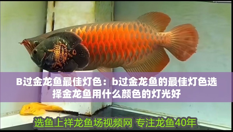 B過金龍魚最佳燈色：b過金龍魚的最佳燈色選擇金龍魚用什么顏色的燈光好