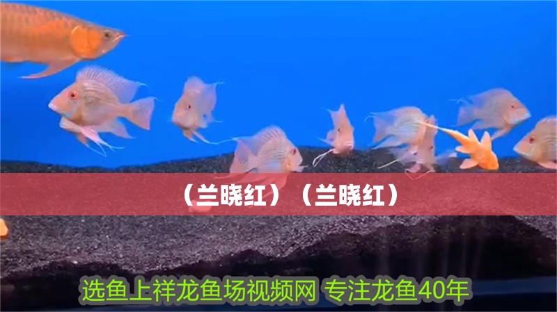 （蘭曉紅）（蘭曉紅）