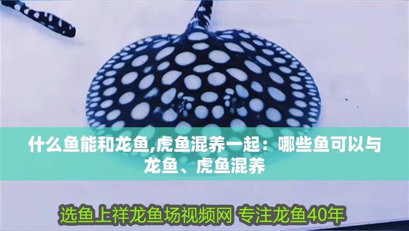 什么魚能和龍魚,虎魚混養一起：哪些魚可以與龍魚、虎魚混養
