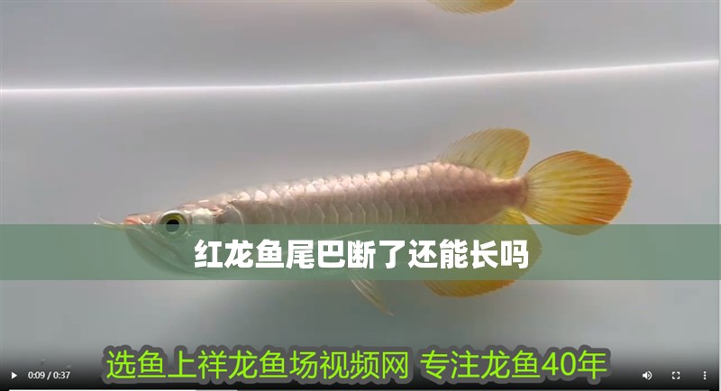 紅龍魚尾巴斷了還能長嗎