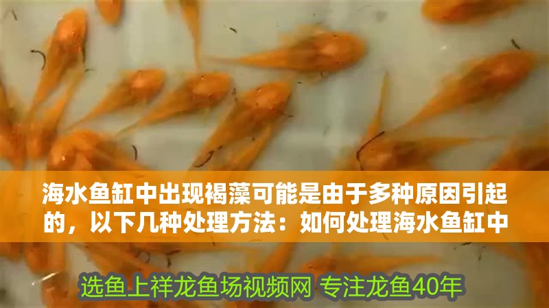 海水魚缸中出現(xiàn)褐藻可能是由于多種原因引起的，以下幾種處理方法：如何處理海水魚缸中的褐藻